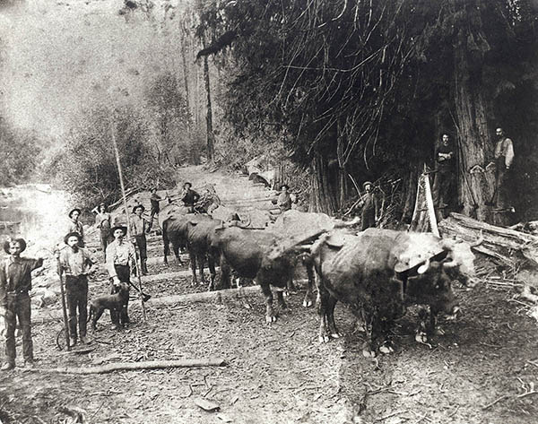 PO 40 264 Oxen logging at Snoqualmie Mill Company Slough 1891 Mills Snoqualmie Mill Co
