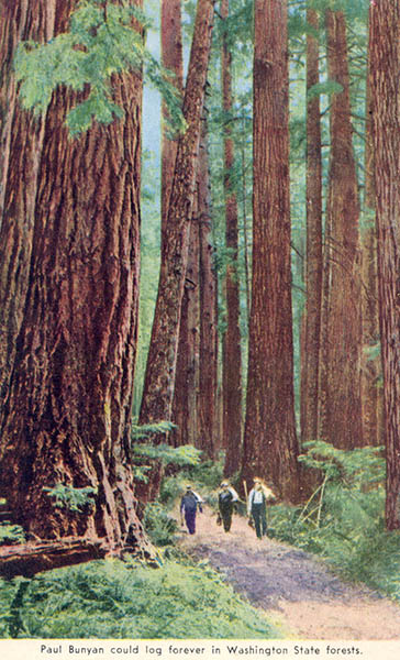 Paul Bunyan could log forever in Washington State forests logging trees. Snoqualmie Valley Museum PO-74-795